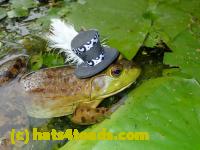 /home//u458753944/public_html/sourcegallery//Frogs/More bullfrogs/P8180198.JPG